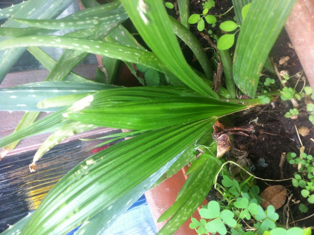 Erba insolita: Trachycarpus fortunei